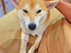 -柴务处·柴犬主题狗咖