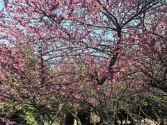 -白塘生态植物园