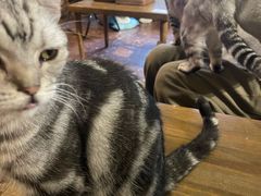 -猫猫幼稚园·撸猫·桌游·电玩