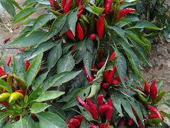 -杨柳青园艺科技博览园