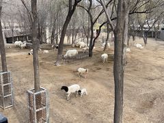 -石家庄市动物园