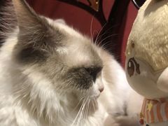 -猫色咖啡·猫咖