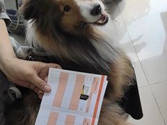-利又安动物医院··老年病·猫科犬科·中兽医