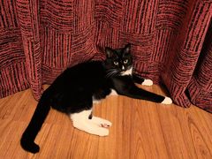 -纳吉亚猫专科动物医院博雅分院