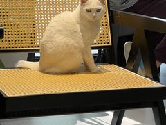 -琪喵猫屋·撸猫猫咖·猫舍