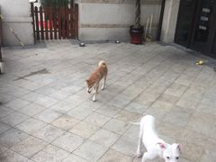 -美联众合宠物医院·爱萌分院·内外科·猫科中心