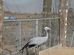 -盐城丹顶鹤湿地生态旅游区