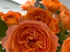 -九献创意菜·新中式(亮马河花园私宴店)