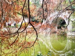 -深圳仙湖植物园