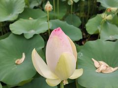 -莲花池公园