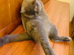 -李小姐の猫咖啡馆(五角场店)