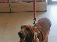 -艾贝尔宠物医院·狂犬免疫点(江山金象城店)