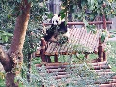 -成都大熊猫繁育研究基地
