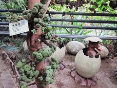 -呀路古热带植物园