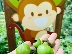 -大岭沟猕猴桃谷风景区