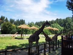 -北京野生动物园