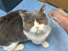 -博特宠物医院24h犬猫全科.骨科·异宠