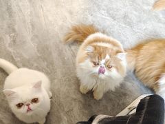 -More Fun猫咖 二十只万元加菲主题