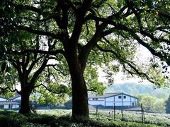 -中国茶叶博物馆(双峰馆区)