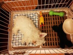 -BABYDOG宝贝狗宠物乐园(欧洲城店)