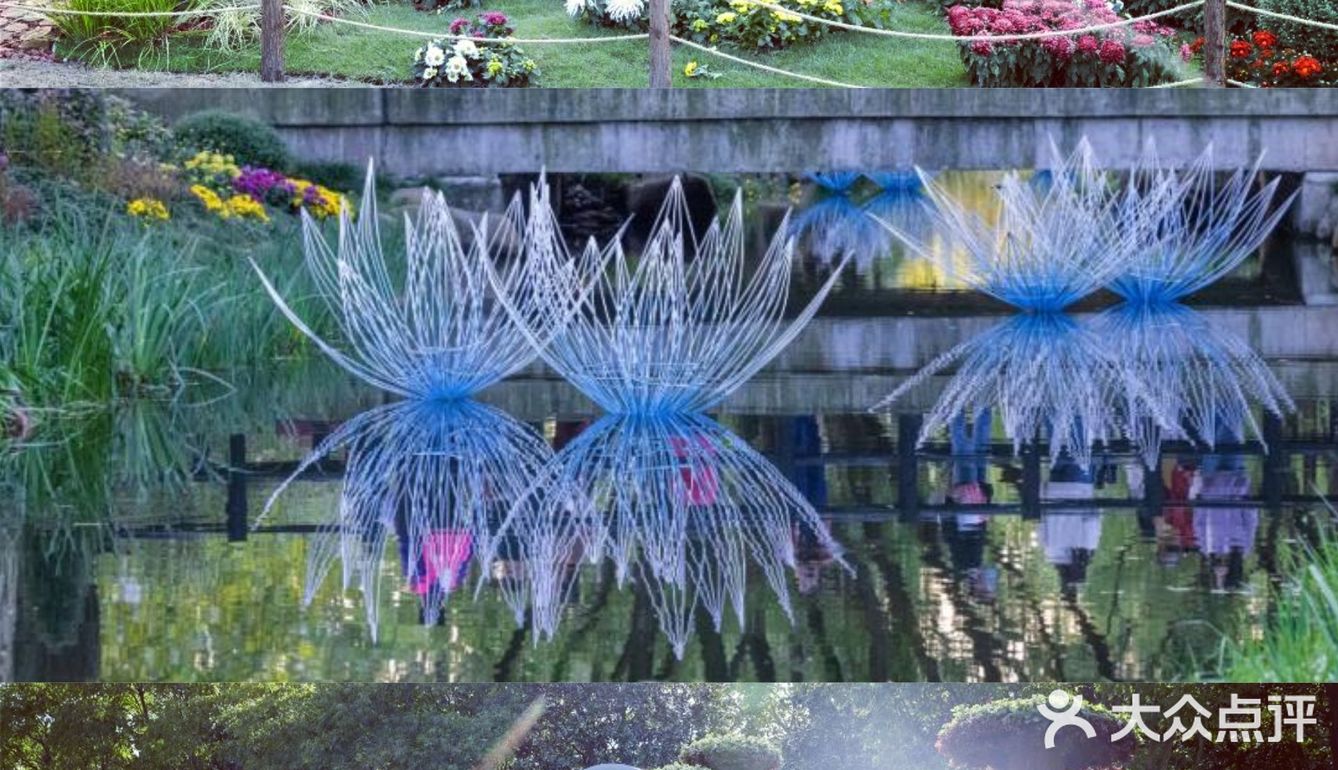 婀娜多姿  争奇斗艳  2021共青菊花展