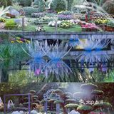 婀娜多姿  争奇斗艳  2021共青菊花展