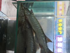 -煲来饱去冷水鱼