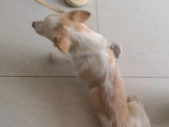 -乐琪宠物医院·犬猫专科·骨外科·急重症