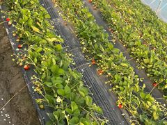 -喜杨洋草莓采摘园