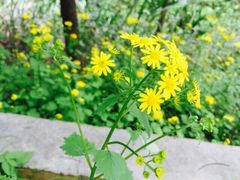 iphone_upload_pic-鸳鸯湖景区