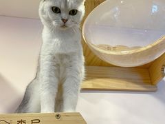 -猫咪派对(江南西店)
