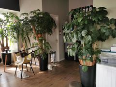 -东方名猫馆·英短金渐层布偶猫舍(环线广场1号楼店)