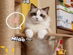 -猫大福·Fortune Cat猫舍(百子湾店)