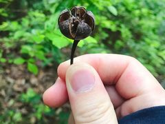 -神光山国家森林公园