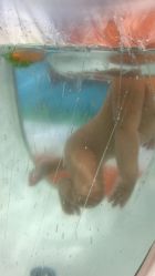 -蓝色海林婴幼儿水育馆(新辰里学清路店)