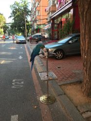 -英刺青 纹身 洗纹身