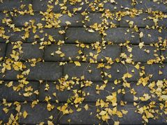 -三里屯东五街银杏大道