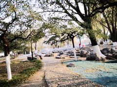 -莲花池公园