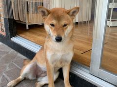 -柴犬高等学院·狗咖·柴犬售卖·宠物训练