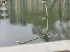 -大望京公园