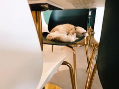 -飞行喵MR PILOT|猫舍·猫咖(静安大融城店)