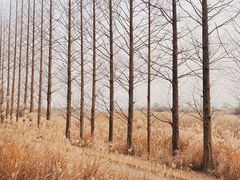 -良渚古城遗址公园
