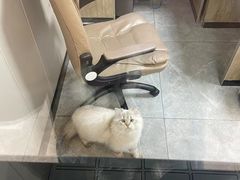 -半岛宠物医院24小时(科华中路店)
