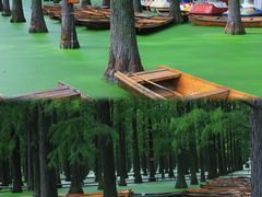 -渌洋湖湿地公园