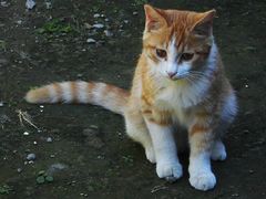 -阳台山自然风景区