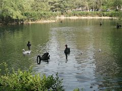 -长白岛森林公园