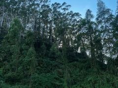 -黄埔油麻山森林公园