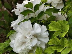 -石家庄市植物园