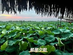 -池杉湖湿地公园