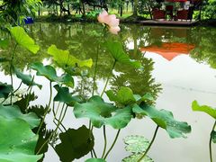 -洪湖家庭农场·团建·露营·会议